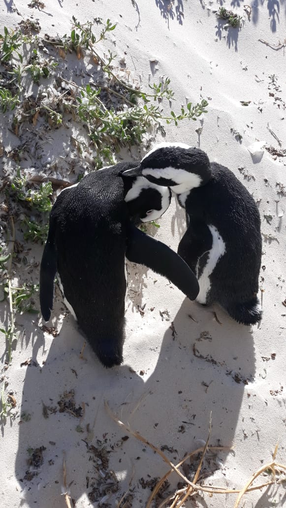 Boulders Beach - Beach View 5
